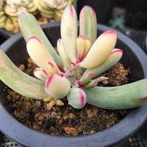 다육세상 다육이 원종복랑금 2개 한 세트