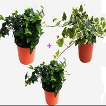 순희농장 아이비 무늬아이비 포트3개묶음 공기정화식물, 아이비갈색포트, 3개
