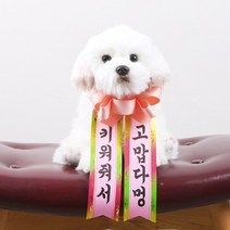 갓샵 인간화환 당일발송ver 강아지형 소형 [졸업 결혼식 생일], 상세설명 참조, 소형/12. AS교환반품절대불가 데려가줘서감사