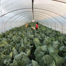 케일 쌈용 쥬스용 즙용 주스용, 5kg