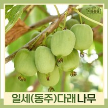 다래나무 묘목 일세(동주)다래 키1.5m 결실주(분) 1개