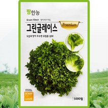 그린글레이스 상추 씨앗 유럽상추 씨 종자 5000립, 단품
