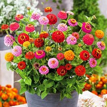 [모야모 꽃씨] 키작은 백일홍 6종 20립 씨앗 선택구매, 엄지공주, 1개