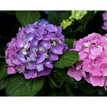 원예수국 LA드림 캔디수국 엔들레스썸머수국 모음, LA드림수국6치