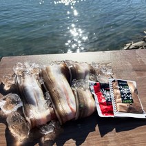 웰빙곳간 통영 자연산 바다장어 당일손질 산지직송 소스 2종 증정 1kg 2~4미
