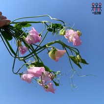 (로라네팜) 농장직송 스위트피 생화꽃다발 생화택배 4컬러, 연보라