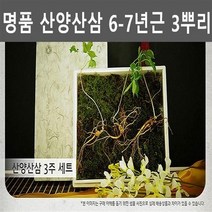 강원도 산양삼 산양 산삼 장뇌 산삼 장뇌삼 선물세트 3뿌리 부모님선물 어르신선물 사장님선물 장모님선물 장인어른선물 할아버지선물 추석선물 설날선물 명절선물