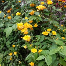 황매화/H1.0M(5주묶음)묘목/e0563, 1개