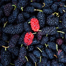 [베리세상]고창 냉동 토종오디 1kg(트레이), 단품