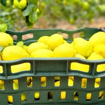 [제주 아버지와 아들] 제주 EM농장 무농약 그린 레몬, 5kg