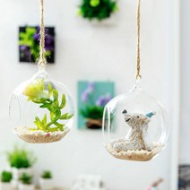 공중에 심는 행인 테라리움 다육화분