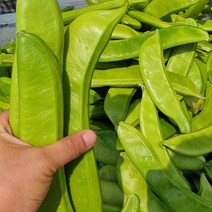 작두콩 국산 말린 건 깍지 볶은 작두콩 차 0.3kg, 콩알 작두콩알 0.2kg(약100알) 1봉