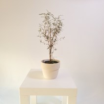 마오리소포라 중품 촉수 호주식물 야생화 25-45cm 199