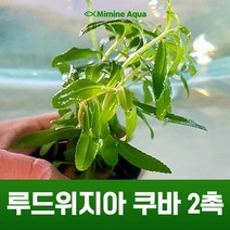 초보 수초 키우기 루드위지아 쿠바 2촉, 단품