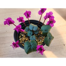 정화다육 야생화 원종시클라멘 렌덤