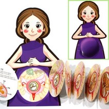 인체의 신비-태아발달과정 1인용 포장