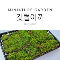 깃털이끼 1판, 35cm x 50cm