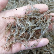 줄새우 민물새우 국내산 흑새우 모에비 자연산 생새우 바다낚시 대체미끼 대상어 민물 대물, 200g