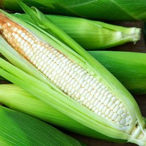 미백 찰옥수수 특크기, 35개, 17cm