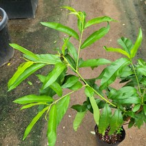 봄바람가든 과실수 천도복숭아묘목 판타지아복숭아 복숭아묘목 꼼꼼한포장 복숭아나무 천도판타지인 복숭아키우기 묘목