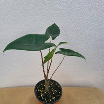 무배특가 플랜테리어 제브리나알로카시아 소폼 15-35cm 59