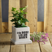 [수능선물/수능응원/수능대박] 수험생에게 힘이되는 한마디, 3.열씨미한 그대 수능대박, 홍콩야자