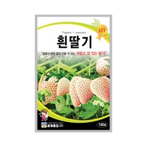 흰딸기 100립 딸기씨앗 다년생 화분재배 관상 교육용, 단품