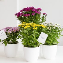 피플랜트 미니 국화 화이트 화분 꽃 소국 야생화 다년초 가을꽃, 미니국화(컬러랜덤) + 데일리화분, 1세트