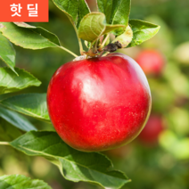 경북 껍질째먹는 신선한 실속 한입 미야비 추천 사과 부사 5kg 10kg, 정품(상품), 10kg 대 (25-29과내외)
