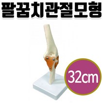 지성) 팔꿈치관절모형 kar-11209-2