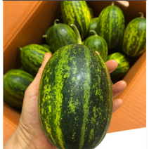 국산 파파야멜론 2kg 파파야 멜론 파파야메론 파파야 메론 국내산파파야멜론 국내산 파파야멜론 국내산 파파야 멜론 국산 파파야 멜론 국내산파파야메론 국내산 파파야 메론 국산파파야