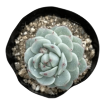 그린플랜트 다육식물 미니 정야