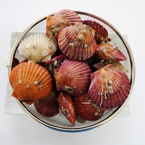 통영 홍가리비 1kg 홍 가리비 치즈구이 철 제철 시세, 통영 홍가리비 10kg