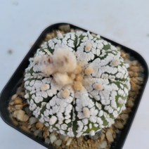 [메카다육]25-0705 선인장 슈퍼투구(국내실생)화분포함 다육식물, 1개