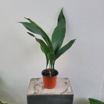 실내공기정화식물 가드닝 엽란 소품 난 동양난 15-30cm 39