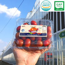 푸드깡패 스테비아 방울 토마토 토망고 망고맛 토마토 산지직송, 방울 토망고 4팩 (500gx4팩)