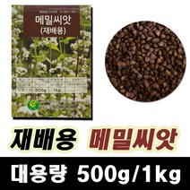메밀 메밀씨앗 1kg 재배메밀 국산 메밀꽃, 1개