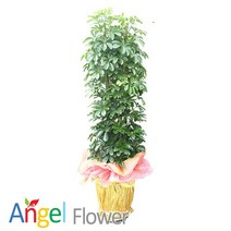 엔젤플라워 초특가 특대형식물 개업화분 축하화분 행운목 황금죽 고무나무 당일배송꽃배달, A15 홍콩야자, 1개