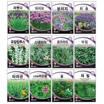 오레가노 유칼립투스 라벤다 오레가노 라벤다 로즈마리 페퍼민트 보리지 허브씨앗 타임 바질 카모마일 차이브 딜 레몬밤 세이지 히솝 소렐 유칼립투스 키우기 심기 재배 정원가꾸기, 타임 500립
