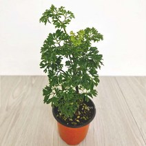 폴리셔스 폴리시아스 키우기쉬운 실내공기정화식물 0.3923ea richpot10*076019577CX, 본상품선택