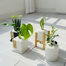 cocooning 키우기 쉬운 실내 초보자 공기 정화 청정 식물, 원형화이트, 스투키