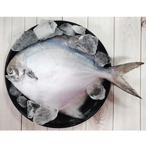 [남도5일장] [조림장 생와사비증정] 목포어시장 생물병어 당일손질병어 횟감 참병어 29cm 26cm 23cm, 참병어대(29cm내외), 1개