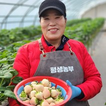 설화딸기 1팩 흰딸기 설향딸기, 백딸기 600g (600g x 1팩)