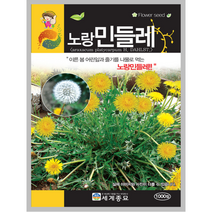 노랑민들레 씨앗 1000립 꽃씨