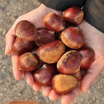 2023 공주밤 정안 햇밤 알밤 옥광밤 대보밤 칼집밤 조생밤 왕밤 밤, 알밤 4kg 대