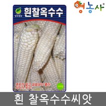 흰찰옥수수씨앗 70립- 옥수수씨앗 옥수수 종자, 흰찰옥수수