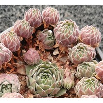 바위솔-홍학 10cm화분묘 (묘종 3개 묶음) 노지월동다년초 지면식물 암석정원장식 [꽃심야생화]
