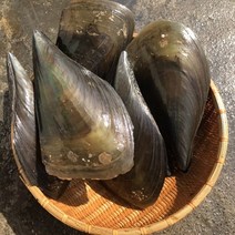 키조개 2미 제철 캠핑모듬조개 캠핑조개 해산물 수산물 어패류 바지락 째복 명주 비단 갈미 백합조개 물총 백상합 모시 뿔소라 대합 개조개 참가리비구이 키조개 전복 삐뚤이소라 밀고동, 2개, 4미