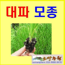 (M소망)대파모종(200구 트레이) 외대파모종