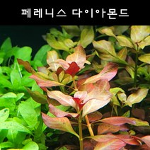 [수초아쿠아] 페레니스 다이아몬드 초보수초 인기수초 구피 새우 은신처 음성수초 활착수초 부상수초, 5촉